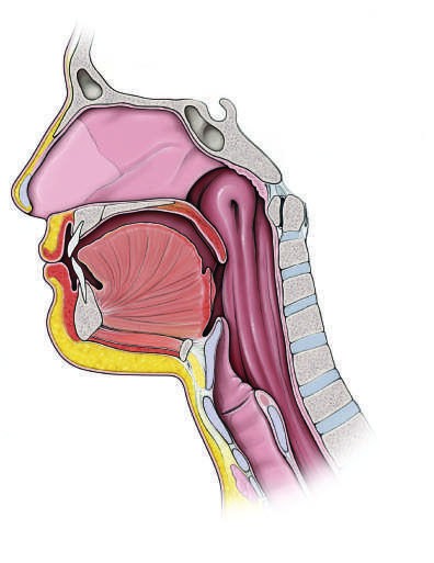 Sagittal and diagrammatic views of the musculature involved in enacting...