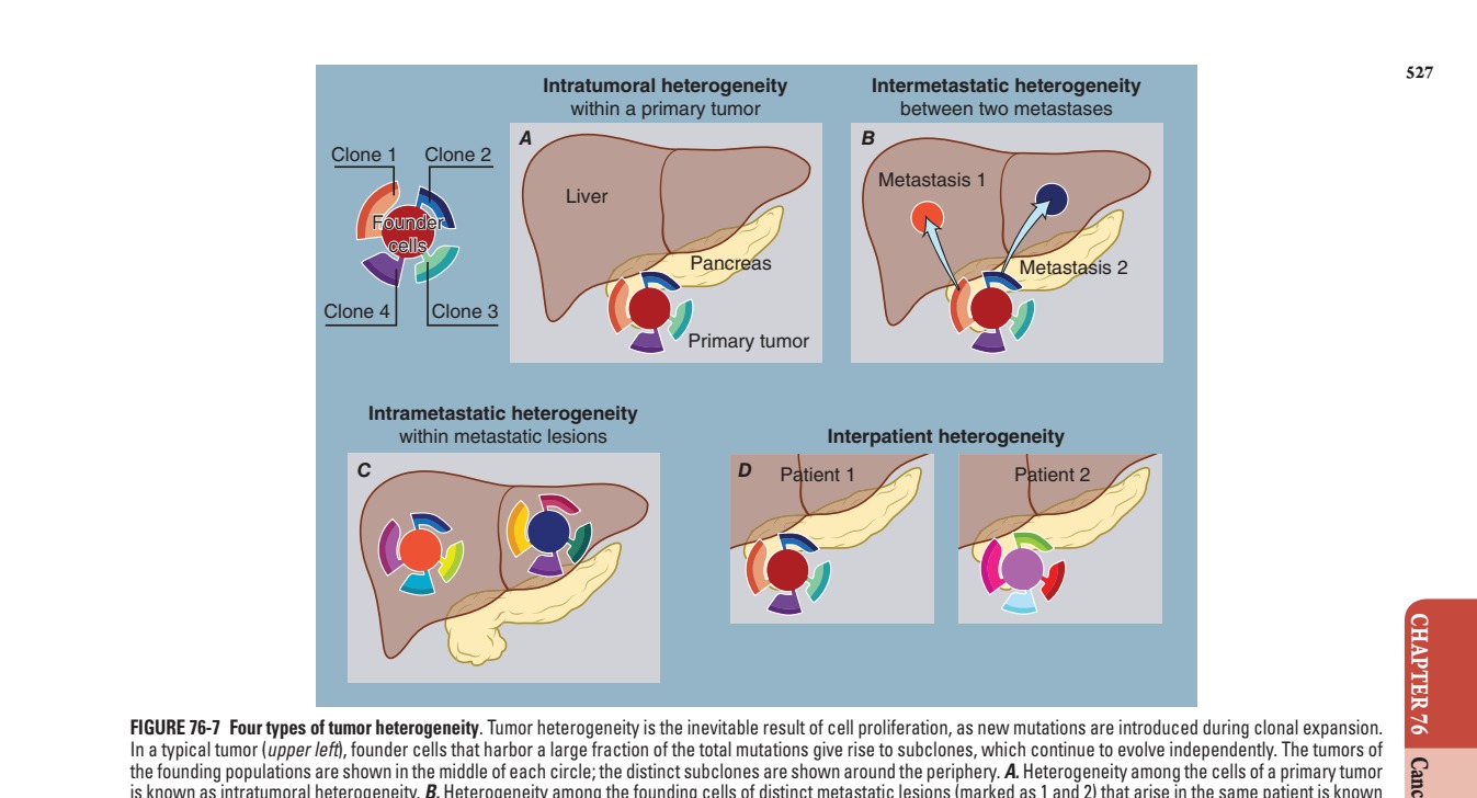 Four types of tumor heterogeneity