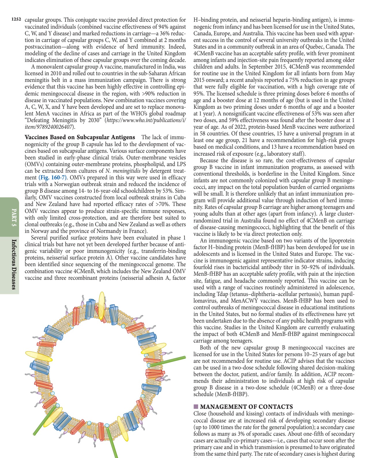 Illustration of meningococcal outer-membrane vesicle containing outer-membrane structures