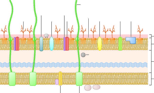 Cross-section through surface structures of Neisseria (Reproduced with permission from...