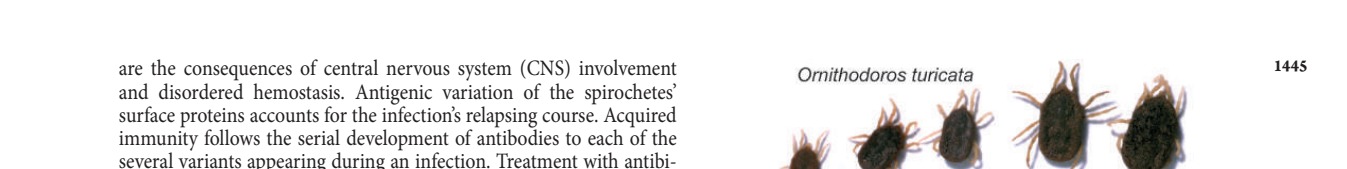 Ornithodoros turicata soft ticks of different ages