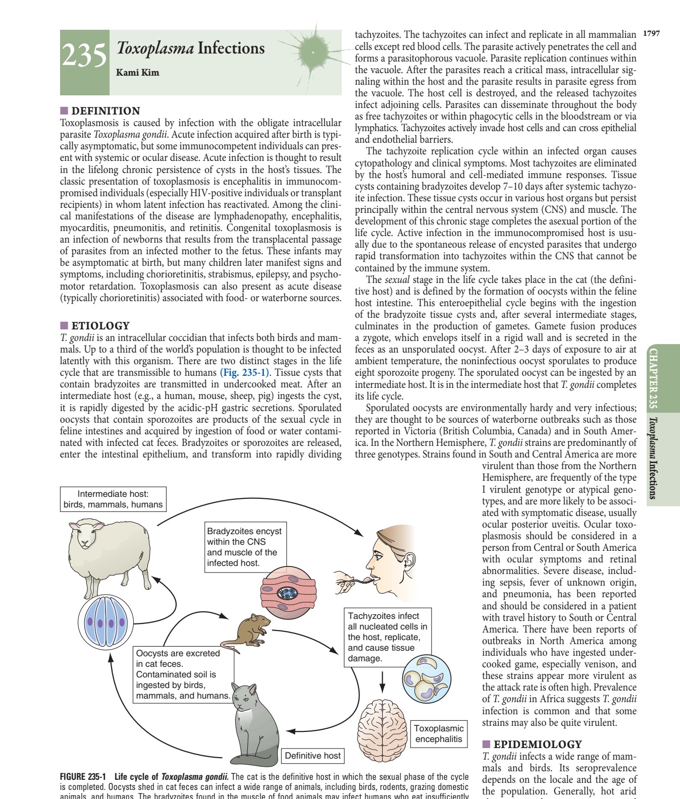 Life cycle of Toxoplasma gondii