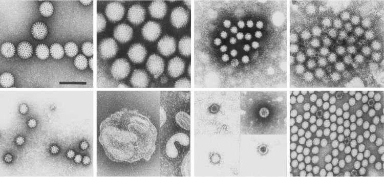 Viral agents of gastroenteritis