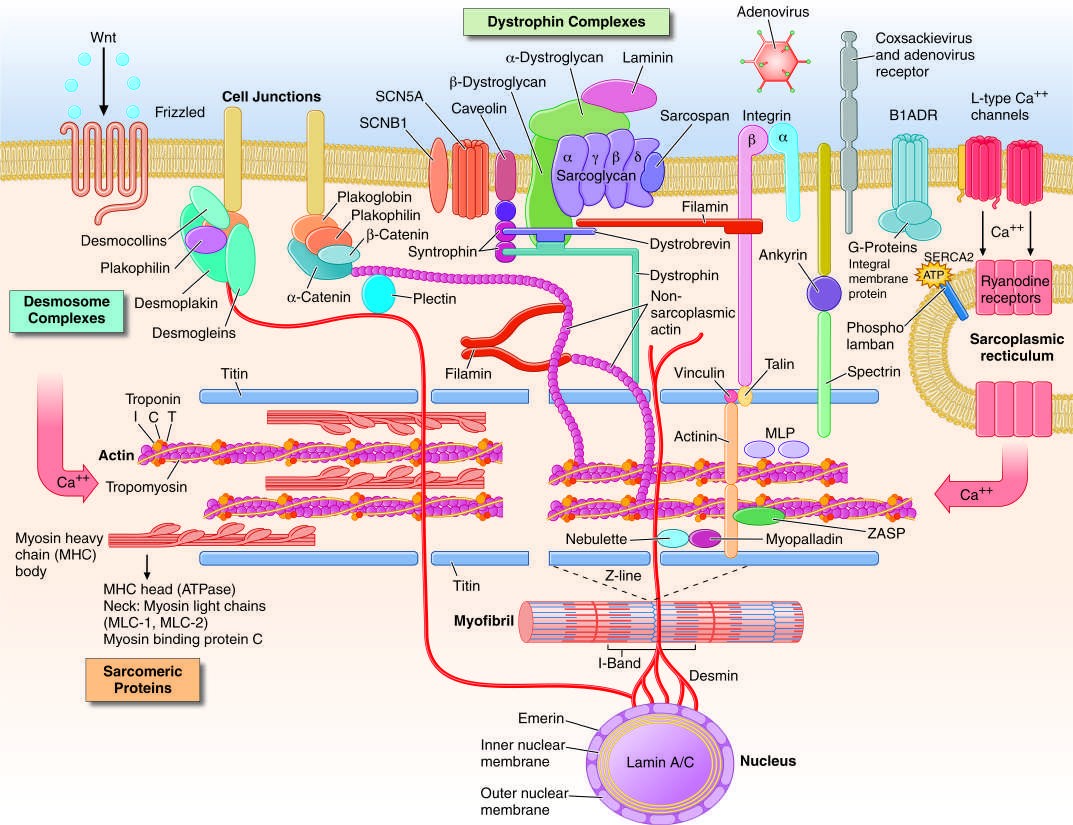Drawing of myocyte indicating multiple sites of abnormal gene products...