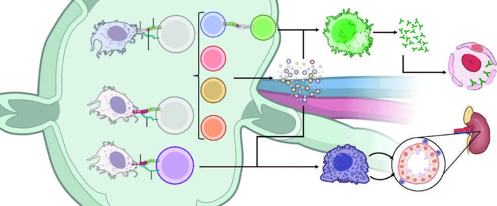 Recognition pathways for major histocompatibility complex (MHC) receptors that bind...