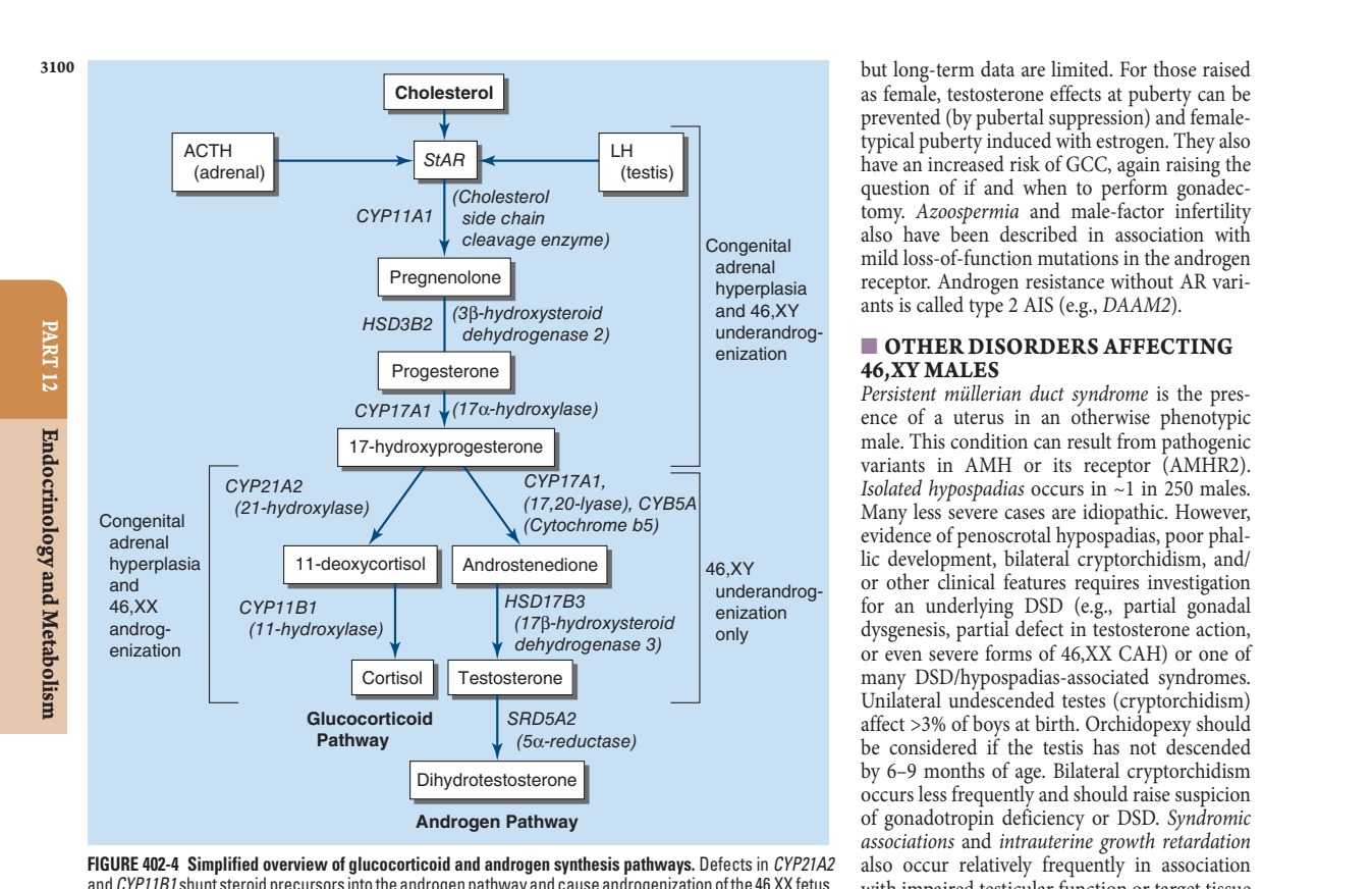 Simplified overview of glucocorticoid and androgen synthesis pathways