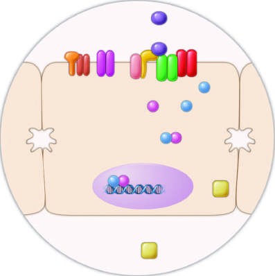 Pathways of normal iron homeostasis