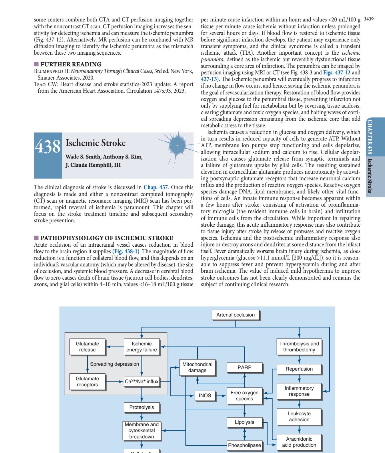 Major steps in the cascade of cerebral ischemia