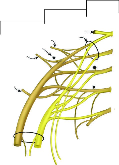 Lumbosacral plexus