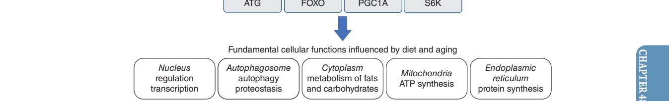 Nutrient sensing pathways