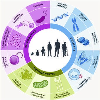 Many noncommunicable diseases have an exponential increase in these diseases